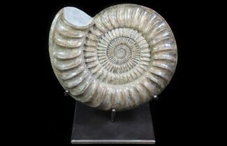Paracoroniceras Ammonite On Metal Stand - England #64857