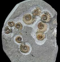 Promicroceras Ammonite Cluster - Dorset, England #65363