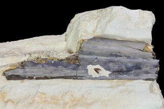 Pterosaur Bone Sections - Smoky Hill Chalk, Kansas #66888