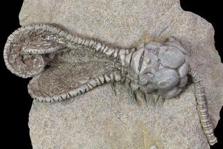Alien-Looking Jimbacrinus Crinoid Fossil - Australia #68356