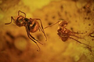 Two Fossil Ants (Formicidae) In Baltic Amber #69227