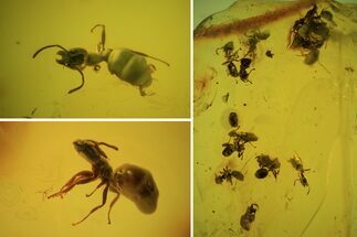 Several Fossil Ants (Formicidae) In Baltic Amber #69279