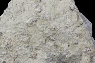 Four Species of Crinoids On One Plate - Gilmore City, Iowa #69538