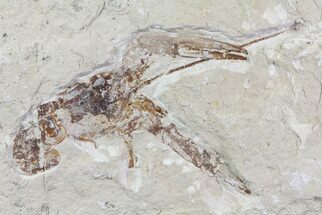 Fossil Lobster (Pseudostacus) - Lebanon #70302