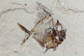 Cretaceous Fossil Fish (Aipichthys) - Lebanon #70304