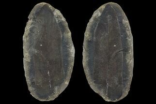 Fossil Neuropteris Seed Fern Leaf (Pos/Neg) - Mazon Creek #70411