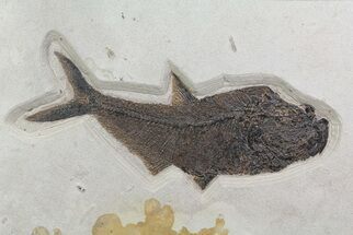 Fossil Fish (Diplomystus) On Rock - Wyoming #70884