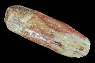 rebbachisaurus garasbae