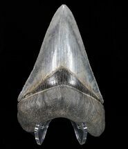 Serrated, Megalodon Tooth - Beautiful Tooth #72817
