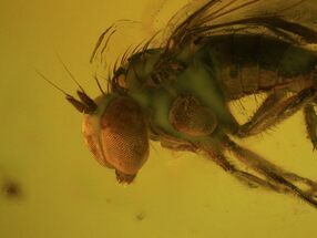 Detailed Fossil Fly (Diptera) In Baltic Amber - Excellent Specimen #73305