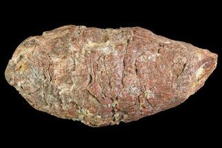 Cretaceous Fish Coprolite (Fossil Poop) - Kem Kem Beds #72838