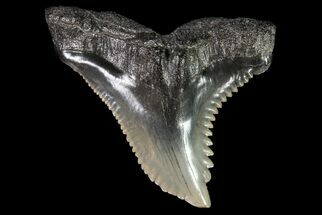 Large, Fossil Hemipristis Tooth - Georgia #74770
