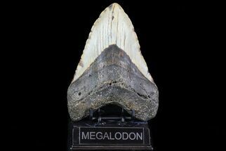 Massive, Fossil Megalodon Tooth - North Carolina #75517