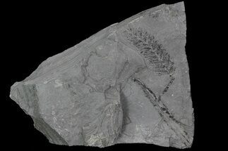 Pennsylvanian Fossil Fern (Pecopteris) - Kinney Quarry, NM #80497