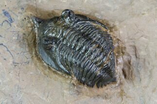 Minicryphaeus Trilobite - Lghaft , Morocco #86782