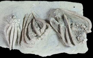 Beautiful Fossil Crinoid Plate - Crawfordsville, Indiana #87982