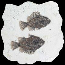 Two Cockerellites (Priscacara) Fossil Fish - Hanger Installed #88789
