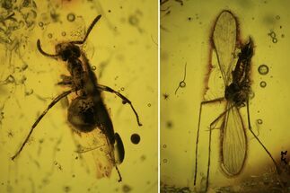 Detailed Fossil Ant, Crane fly And a Wasp in Baltic Amber #90840