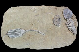 Crinoids and One Gastropod on One Plate - Crawfordsville, Indiana #92527