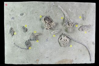 Stunning Crinoid Plate - Eight Species - Crawfordsville #95190