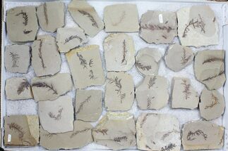 Lot: Metasequoia (Dawn Redwood) Fossils - Pieces #97058