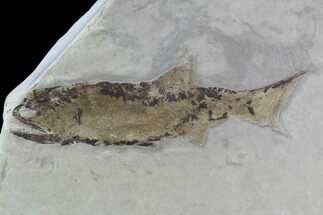 Fossil Fish (Wendyichthys) Plate with Pos/Neg - Montana #97801