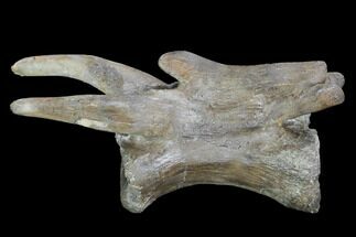 Tyrannosaurus Rex Caudal Vertebra - Montana #100892