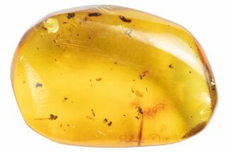 Polished Amber With Detailed Fossil Fly & Ant ( g) - Mexico #102459
