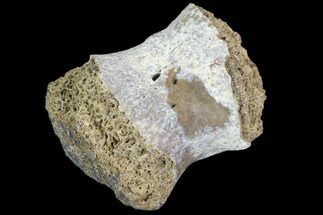 Fossil Phytosaur Toe Bone - Arizona #102438