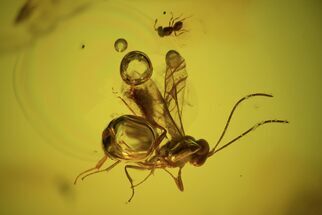 Several Detailed Fossil Wasps (Hymenoptera) In Baltic Amber #102741