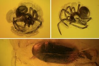 Fossil Beetle (Coleoptera) & Two Spiders (Aranea) In Baltic Amber #102787