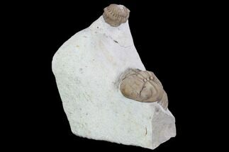 Kainops & Partial Lochovella (Reedops) Trilobites - Oklahoma #104034
