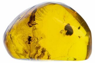 Polished Chiapas Amber With Wasp & Plant ( g) - Mexico #104256