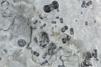 Cluster Agnostid Trilobites (Peronopsis) - Wheeler Shale, Utah #105581