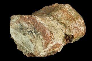 Fossil Dinosaur Vertebra - Judith River Formation #106882