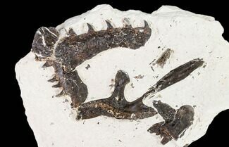 Partial, Disarticulated Mosasaur Skull - Goulmima, Morocco #107151