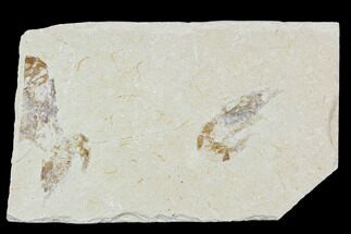 Three Cretaceous Fossil Shrimp Plate - Lebanon #107415
