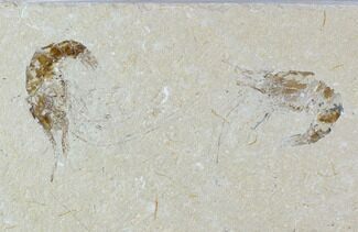 Two Cretaceous Fossil Shrimp Plate - Lebanon #107653