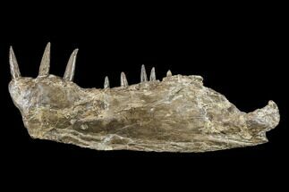 Cretaceous Monster Fish (Xiphactinus) Jaw - Kansas #113105