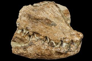Fossil Fish (Cimolichthys) Skull Section - Kansas #113159