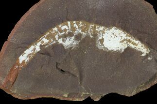 Rare, Fossil Shrimp (Kellibrooksi) Nodule - Mazon Creek #113235
