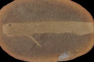 Rare Lungfish (Esconicthys) Nodule (Pos/Neg) - Mazon Creek #113243