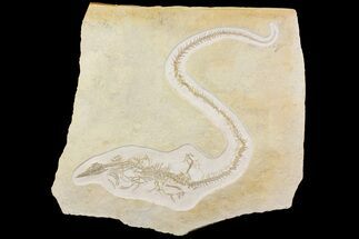Jurassic Pleurosaur From Solnhofen Limestone - Museum Quality #113304