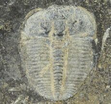 Aulacopleura Trilobite - Czech Republic #115238