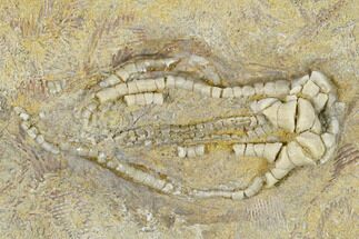 Fossil Crinoid (Oklahomacrinus) - Alabama #114390