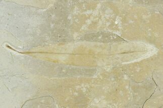 Fossil Eucalyptus Leaf - Green River Formation, Utah #118004