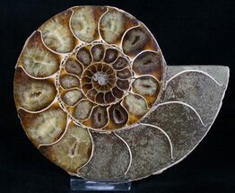 Desmoceras Ammonite Half - Agatized #8386