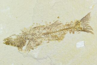 Bagain Fossil Fish (Mioplosus) - Wyoming #119954