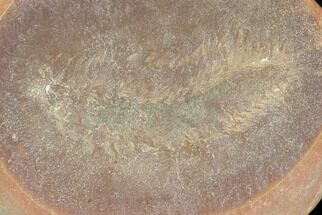 Fossil Polychaete Worm (Astreptoscolex) - Great Detail! #120934