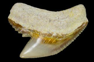 Fossil Tiger Shark Tooth - Bone Valley, Florida #122570